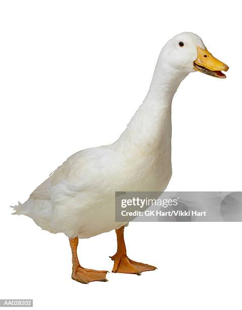 white pekin duck - webbed foot stock pictures, royalty-free photos & images