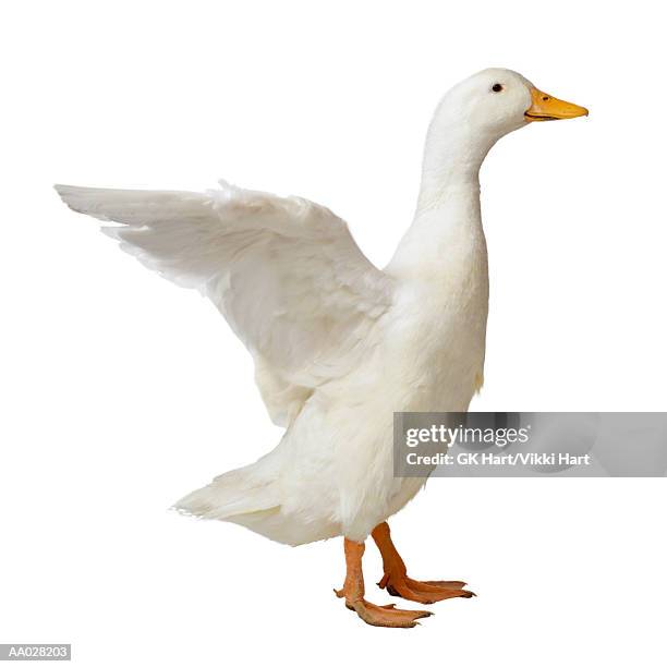 white pekin duck flapping wings - webbed foot stock pictures, royalty-free photos & images