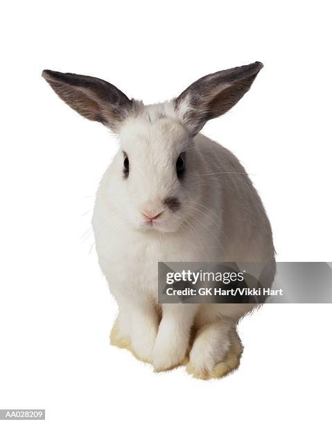 Mark Heard Rabbit 5,455 Mark Hart Stock Photos, High-Res Pictures, and Images - Getty Images