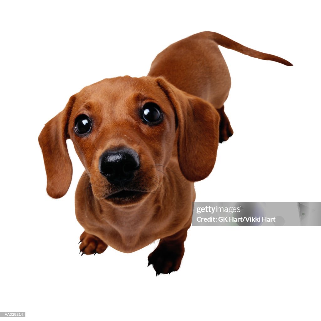 Miniature Dachshund