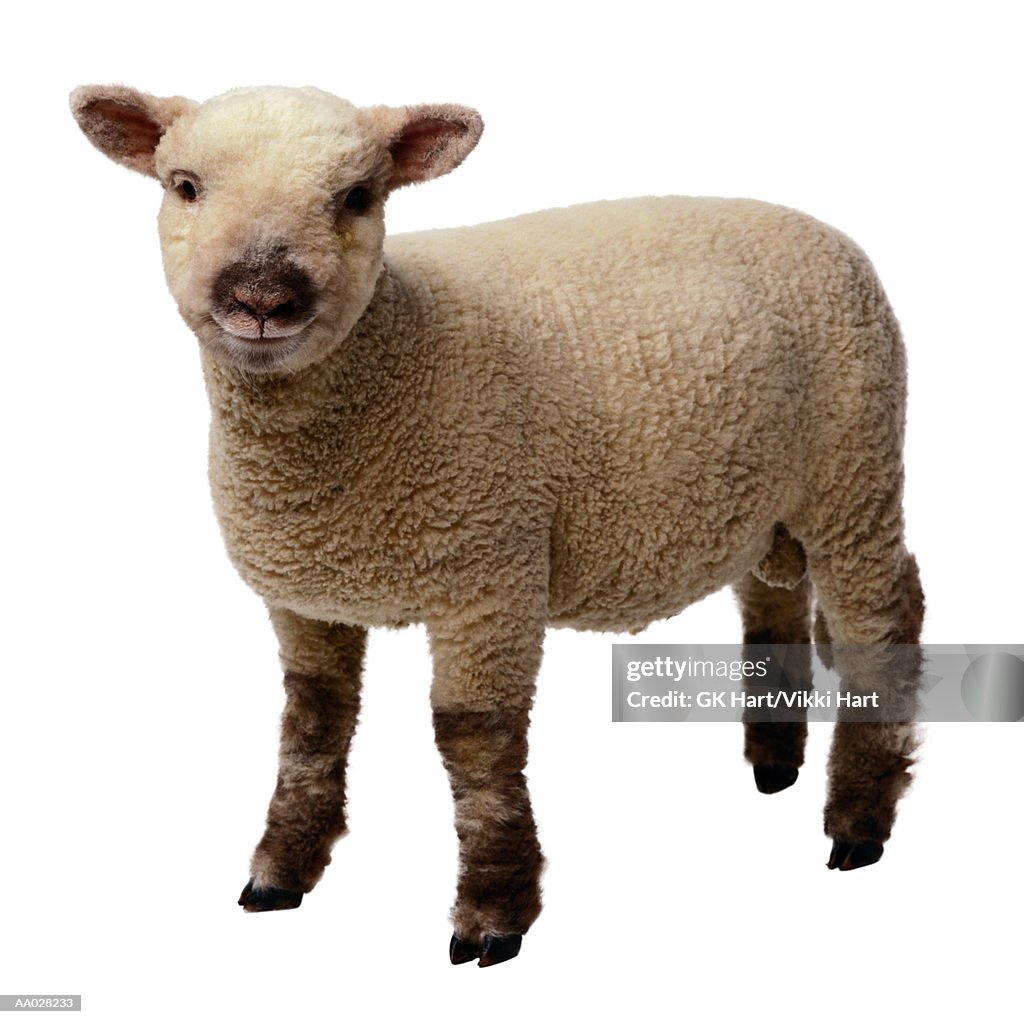 Lamb