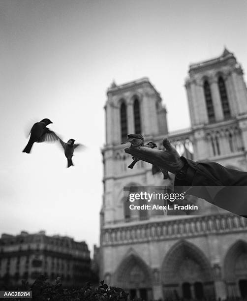 france, ile-de-france, paris, man feeding birds (blurred motion, b&w) - ile stock pictures, royalty-free photos & images