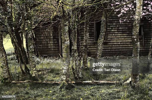 cherry blossoms near abandoned house - cherry blossoms foto e immagini stock