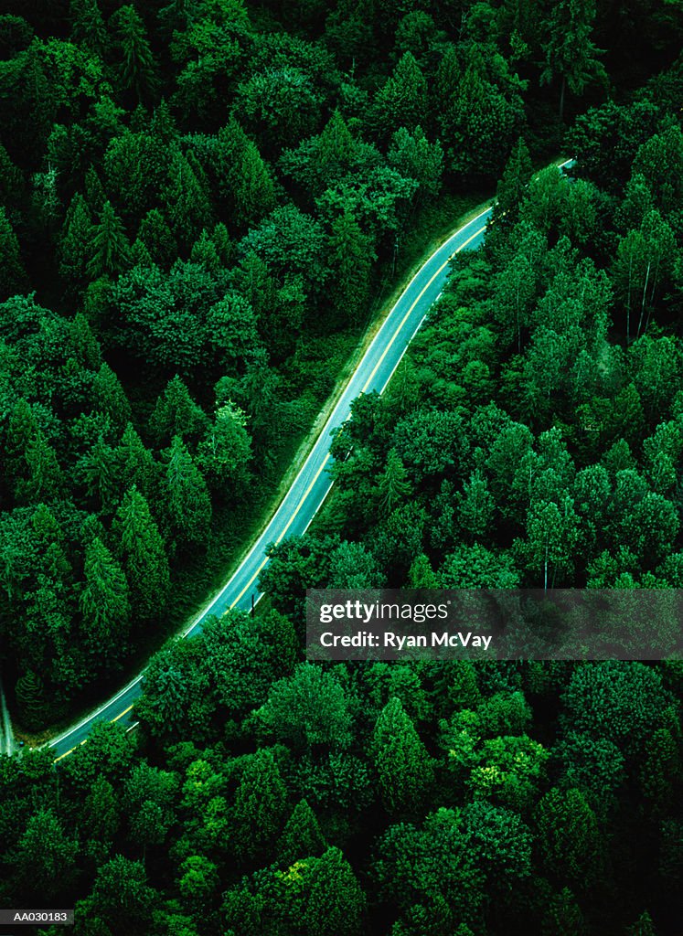 Highway Through Forest