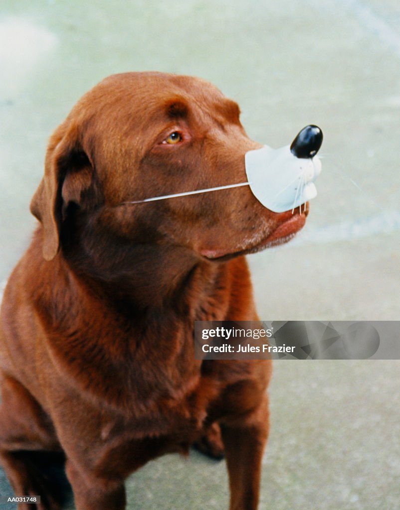 Chocolate Labrador Wearing a Fake Nose