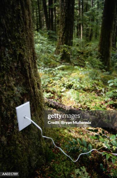 telecommunications plug connected to a tree trunk - tomada de ligação à rede imagens e fotografias de stock