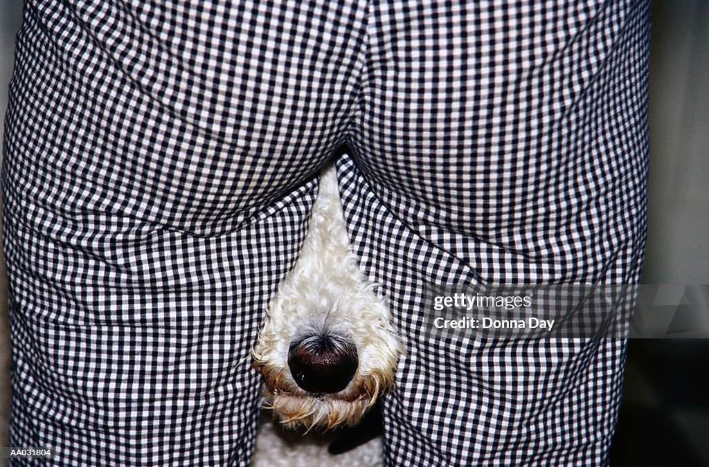 Affectionate Dog Snout