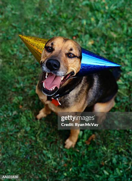 mixed-breed dog - pet clothing stock pictures, royalty-free photos & images