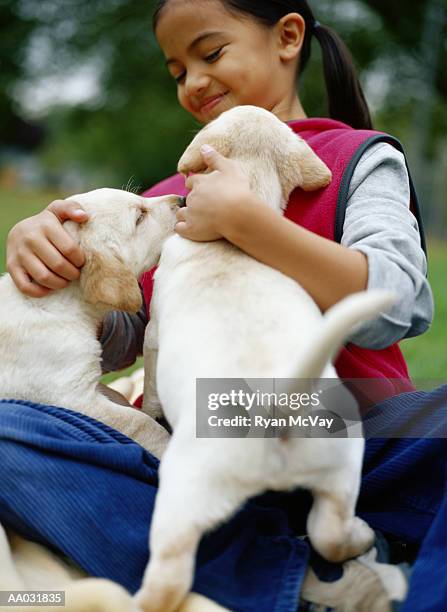 young girl with two yellow lab pups - parte posterior del animal fotografías e imágenes de stock