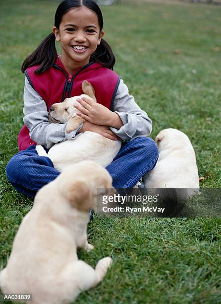 young girl with three yellow lab pups - animal back foto e immagini stock