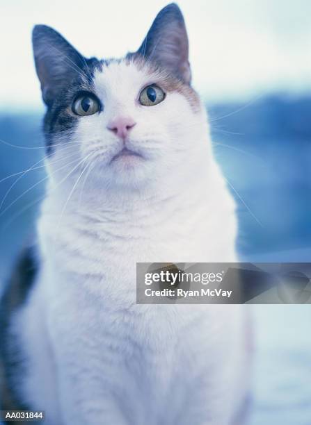 cat - mixed breed cat stock pictures, royalty-free photos & images