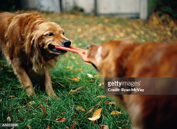 golden retrievers playing tug of war with dog toy - war stock-fotos und bilder
