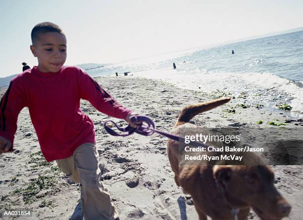 young boy walking dog on beach - smiling brown dog stock pictures, royalty-free photos & images