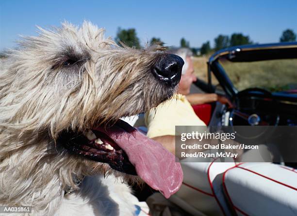 irish wolfhound riding in convertible - irish wolfhound bildbanksfoton och bilder