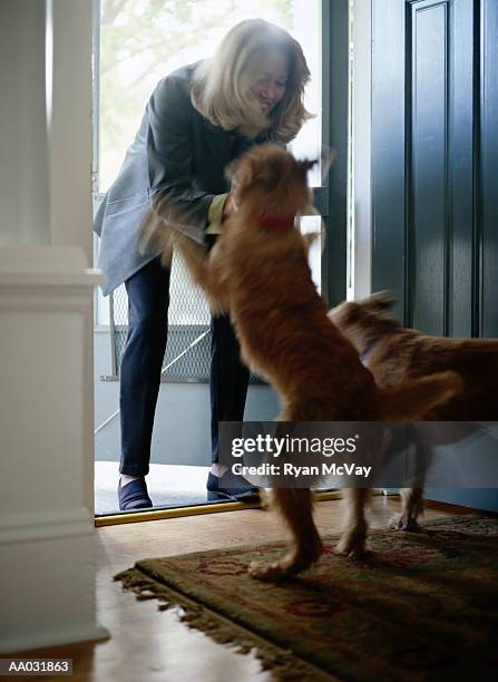 woman greeting irish terriers at front door - dog greeting stock pictures, royalty-free photos & images