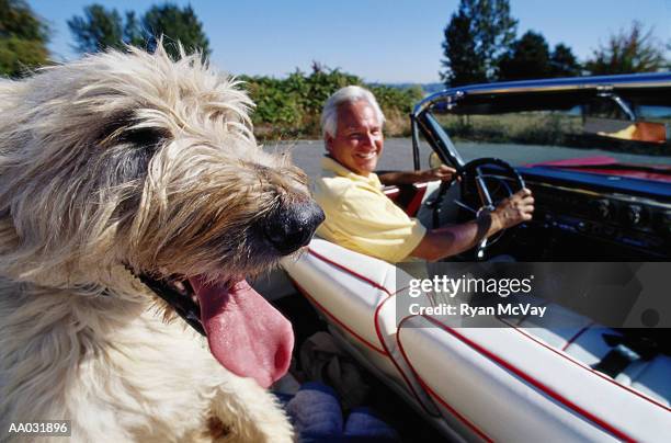 irish wolfhound in convertible - irish wolfhound bildbanksfoton och bilder