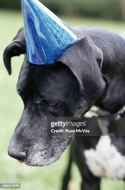 great dane wearing party hat - dane foto e immagini stock