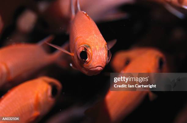 orange triggerfish, maldives - squirrel fish stock-fotos und bilder