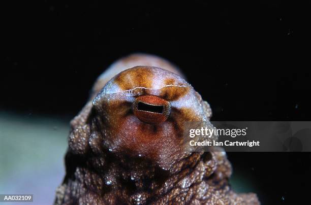 close-up of octopus - zuignap stockfoto's en -beelden