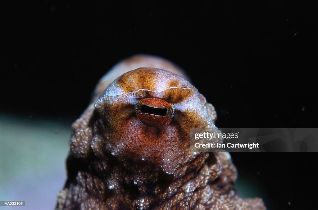 Close-up of Octopus