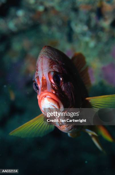 sixspot rock cod, maldives - coral hind stock pictures, royalty-free photos & images