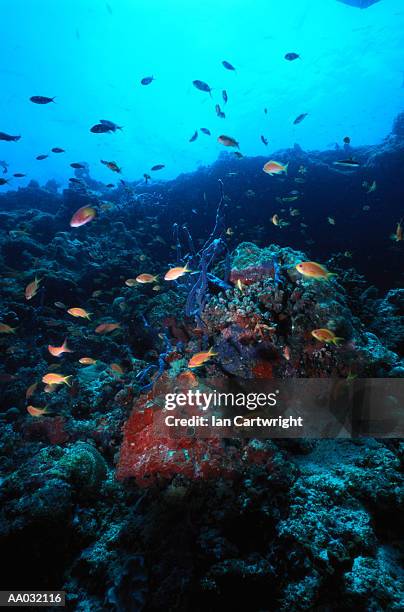 sixspot rock cod, maldives - coral hind stock pictures, royalty-free photos & images