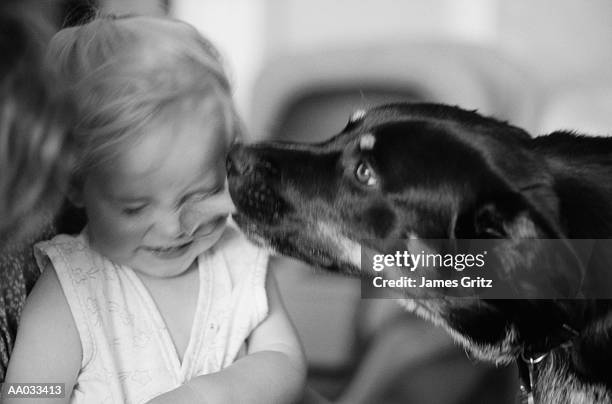 dog kissing a little girl - kid face dog lick fotografías e imágenes de stock