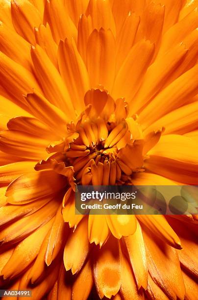 close-up of a marigold, orange - calendula stock pictures, royalty-free photos & images