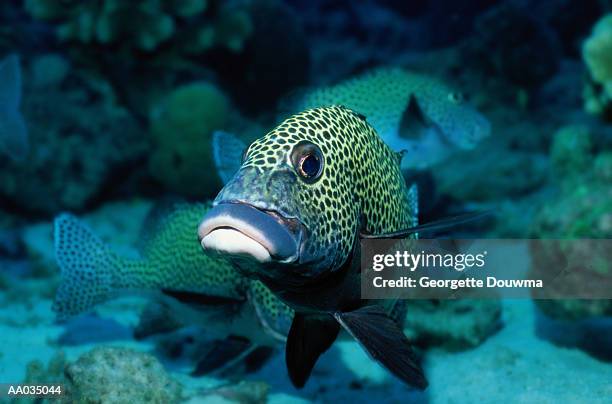 harlequin sweetlips - plectorhinchus imagens e fotografias de stock