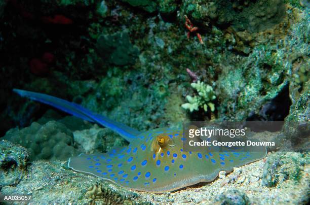 blue-spotted stingray - taeniura lymma stock pictures, royalty-free photos & images