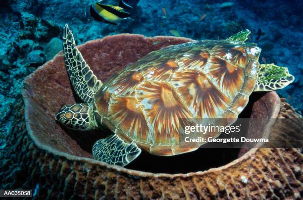 green turtle on a barrel sponge - east malaysia stock pictures, royalty-free photos & images