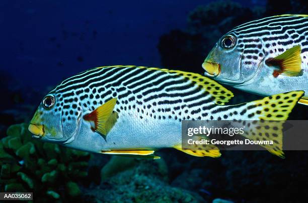 close-up of a lined sweetlip fish - plectorhinchus imagens e fotografias de stock