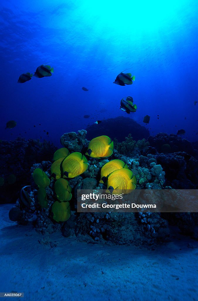 School of Masked Butterflyfish