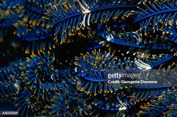 close-up of a feather star - crinoid stock pictures, royalty-free photos & images