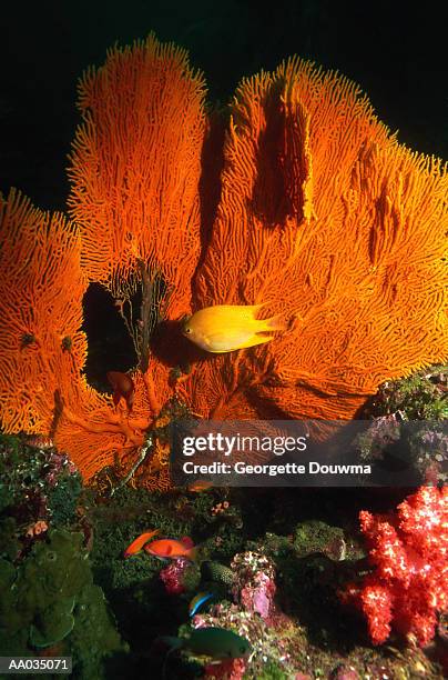 golden damsel and red gorgonian sea fan - red gorgonian sea fan stock pictures, royalty-free photos & images