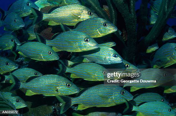 school of grunt fish - grunts stock pictures, royalty-free photos & images