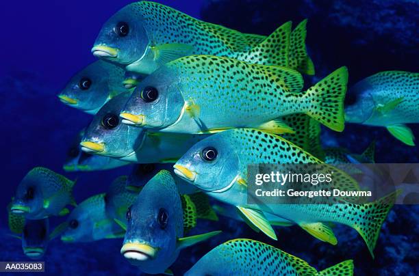 school of sweetlip fish - plectorhinchus imagens e fotografias de stock