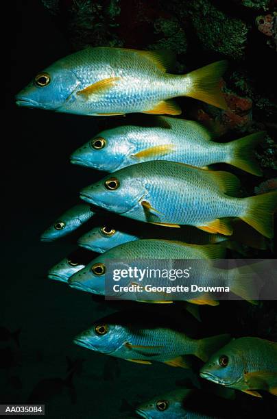 school of snapper fish - anjova fotografías e imágenes de stock