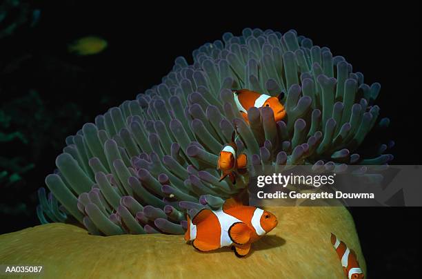 four false clown fish - false clown fish stock pictures, royalty-free photos & images