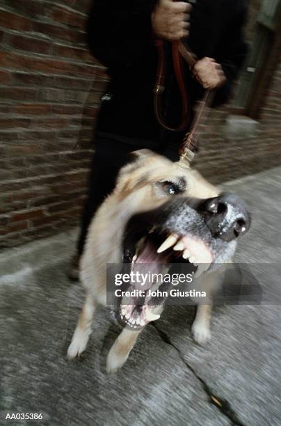 angry dog, barking - snarling stock-fotos und bilder