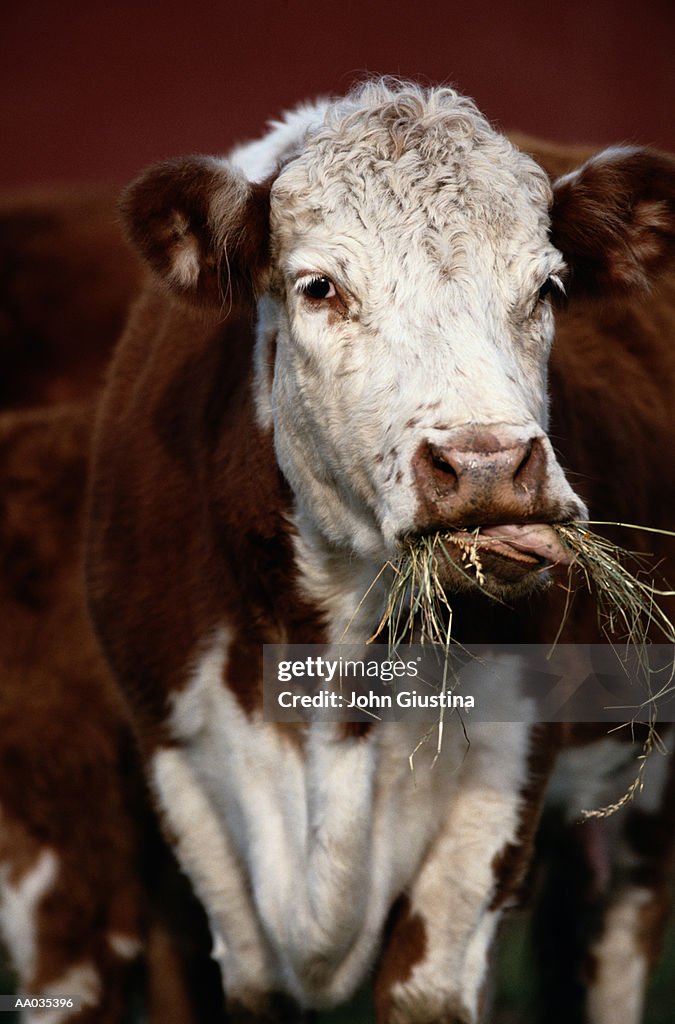 Cow Eating Grass