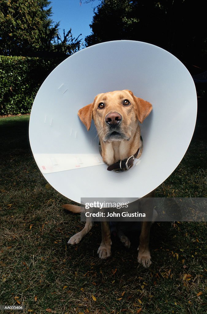 Dog Wearing a Surgical Funnel on Its Head