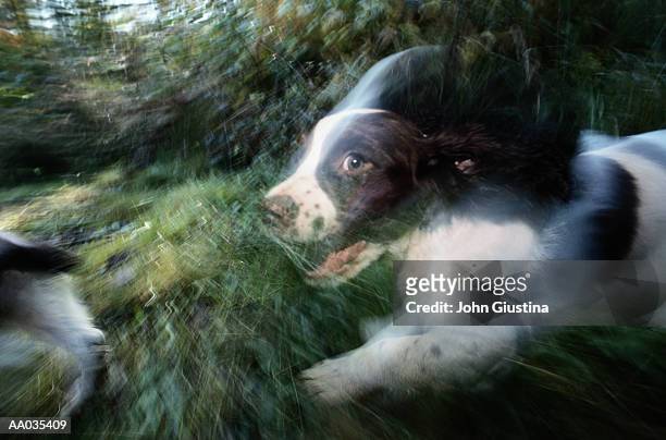 springer spaniel puppy running in the grass - springer stock pictures, royalty-free photos & images