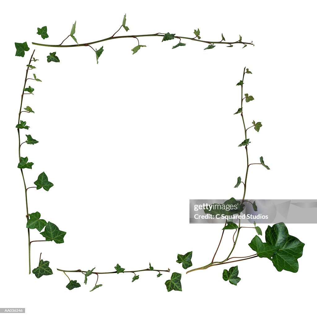 Frame of Ivy