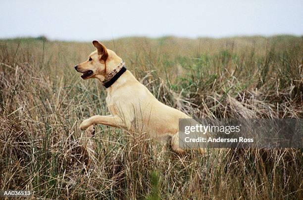 Labrador Views 1,380 Labrador Side View Stock Photos, High-Res Pictures, and Images ...