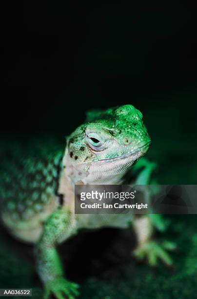 collared lizard (erotaphytus collaris) - lagarto de collar fotografías e imágenes de stock