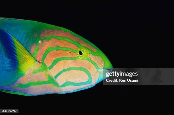 green moon wrasse (thalassoma lutescens), close-up, side view - okinawa islands stock pictures, royalty-free photos & images