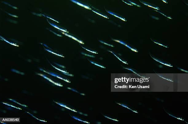 school of herring (spratelloides sp.) - okinawa islands stock pictures, royalty-free photos & images