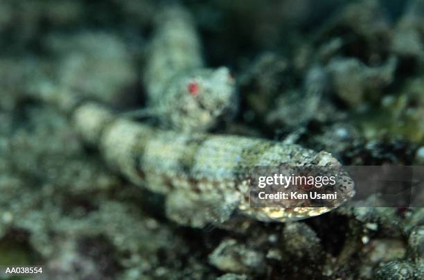 lizardfish (synodus sp.), close-up - lizardfish stock pictures, royalty-free photos & images