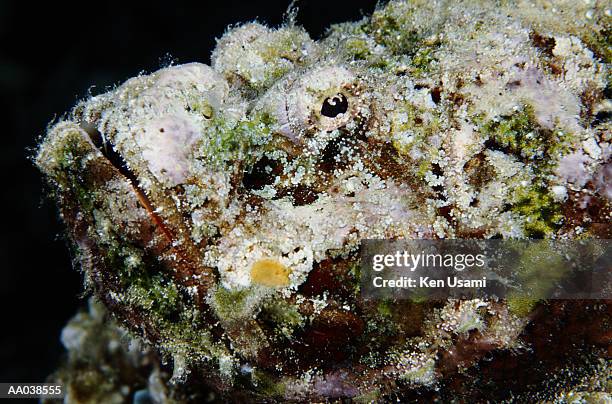 rockfish (scorpaenopsis), close-up, side view - okinawa islands stock pictures, royalty-free photos & images